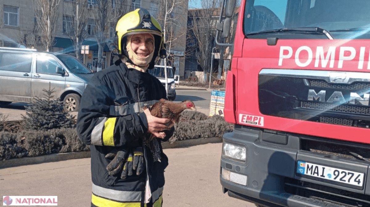 Operațiune impresionantă la Căușeni: Angajații IGSU au salvat un fazan aflat în pericol!