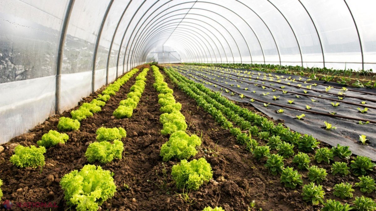 Descoperire REVOLUȚIONARĂ în agricultura moldovenească: Sere încălzite exclusiv cu energie eolară și pompe de căldură