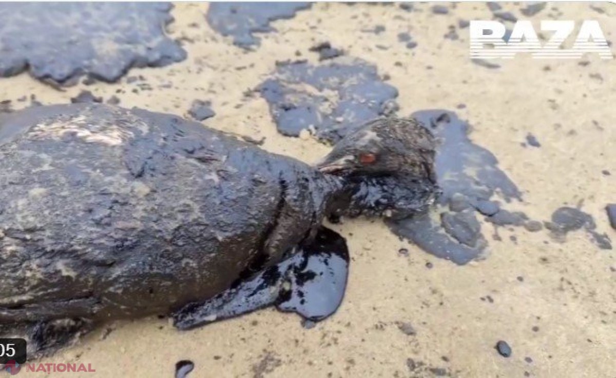 Dezastru ecologic pe litoralul rusesc: mareea neagră continuă să afecteze turismul la Marea Neagră după naufragiul petrolierelor rusești