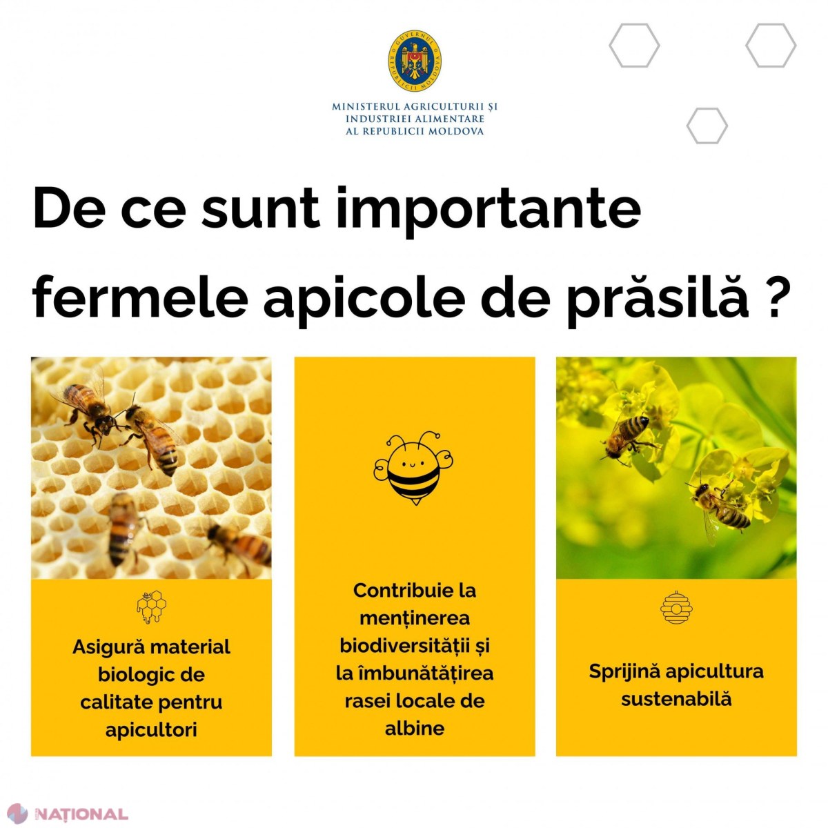 Fermierii moldoveni sprijiniți să producă material genetic apicol de elită pentru stupine mai performante