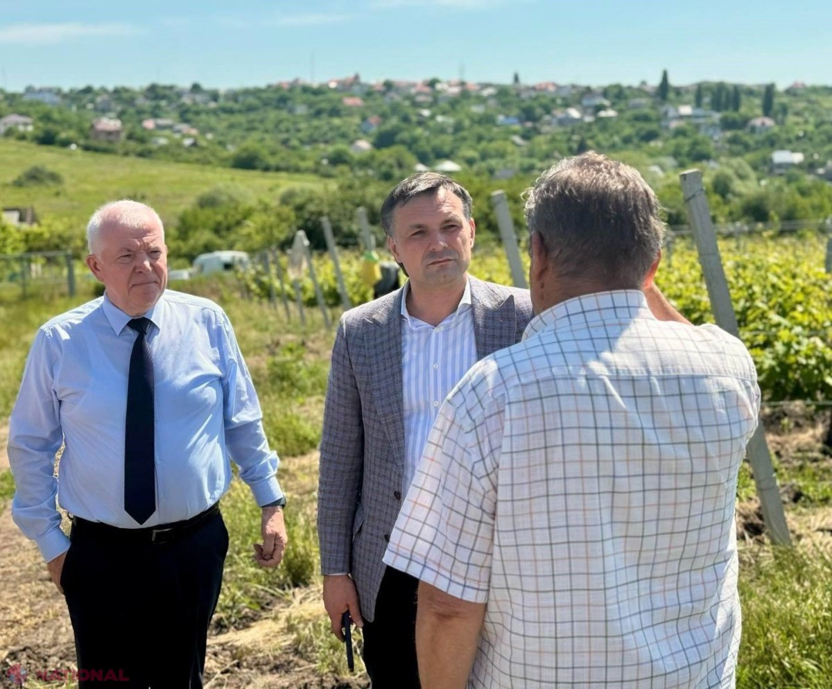 Moldova îmbunătățește calitatea viței-de-vie cu ajutorul „Pașaportului soiului” recunoscut oficial