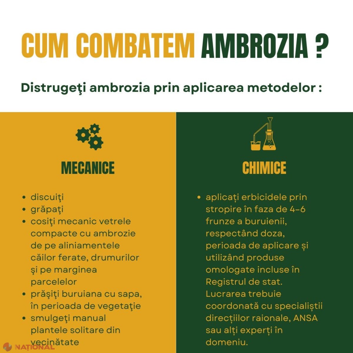 Necesară mobilizare generală pentru eradicarea ambroziei: pericol major pentru sănătatea populației și agricultură!