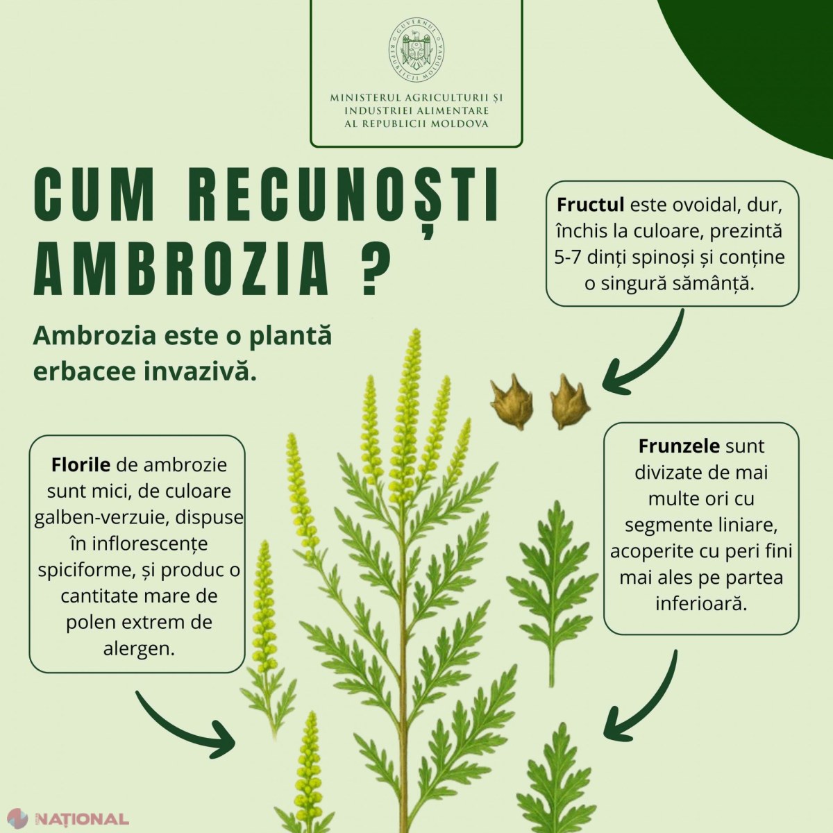 Ambrozia invadează Moldova: măsuri urgente pentru combaterea ei și protejarea sănătății publice