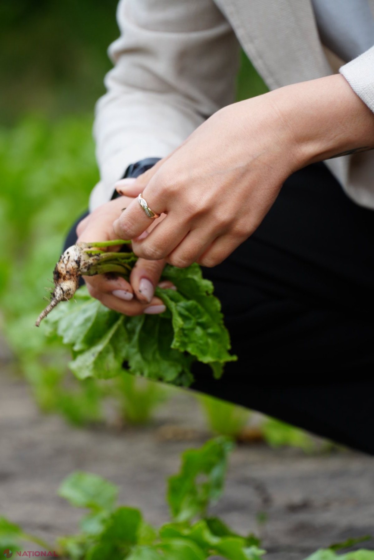 Ministrul Agriculturii, Ludmila Catlabuga, în vizită la Fălești: Pierderi însemnate la sfecla de zahăr după înghețurile de primăvară