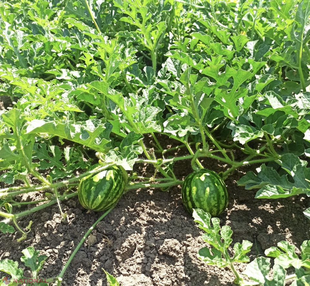 Vasile Șarban discută cu fermierii despre inovații agricole în raionul Dubăsari