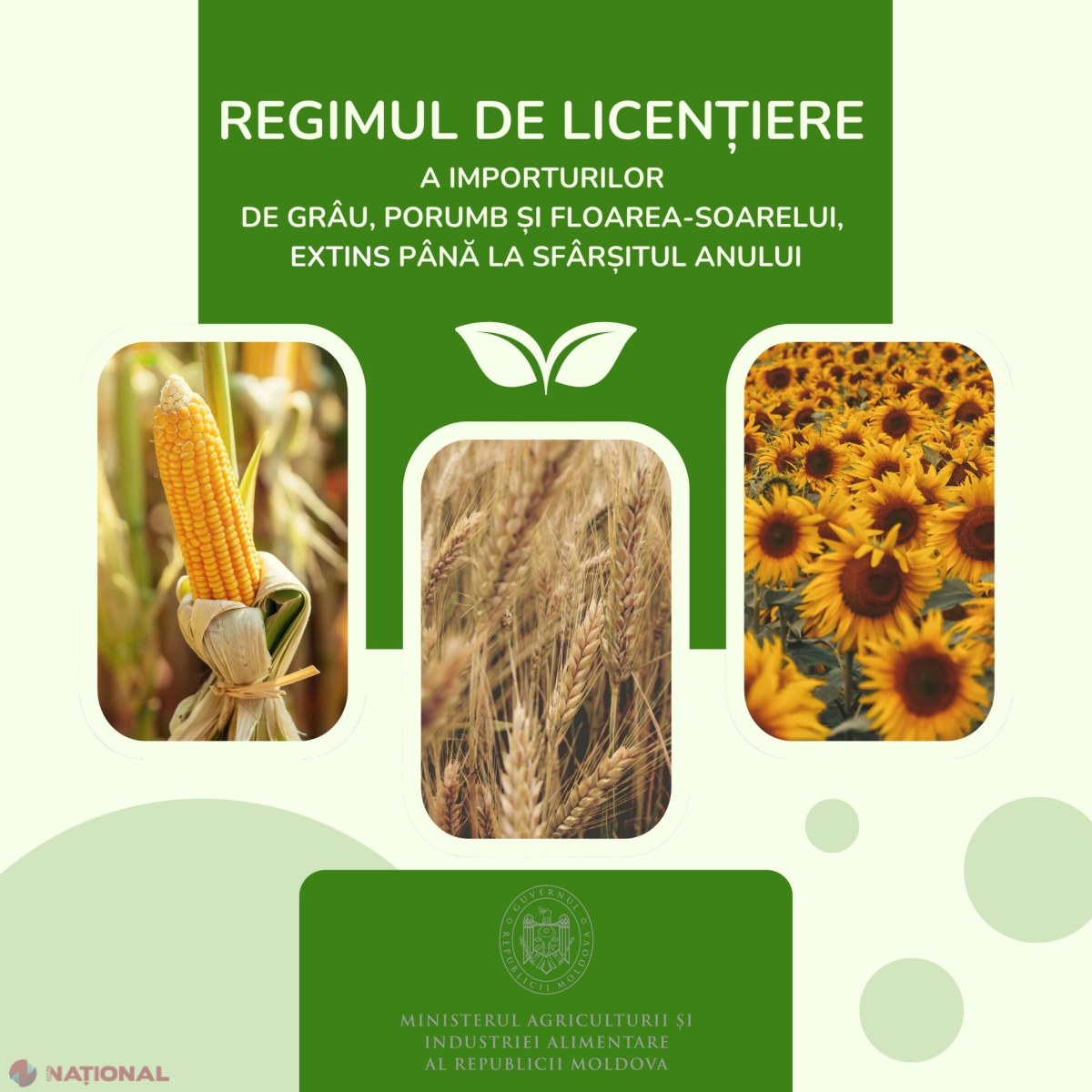 Guvernul prelungește regimul de licențiere pentru importurile de grâu, porumb și floarea-soarelui până la sfârșitul anului