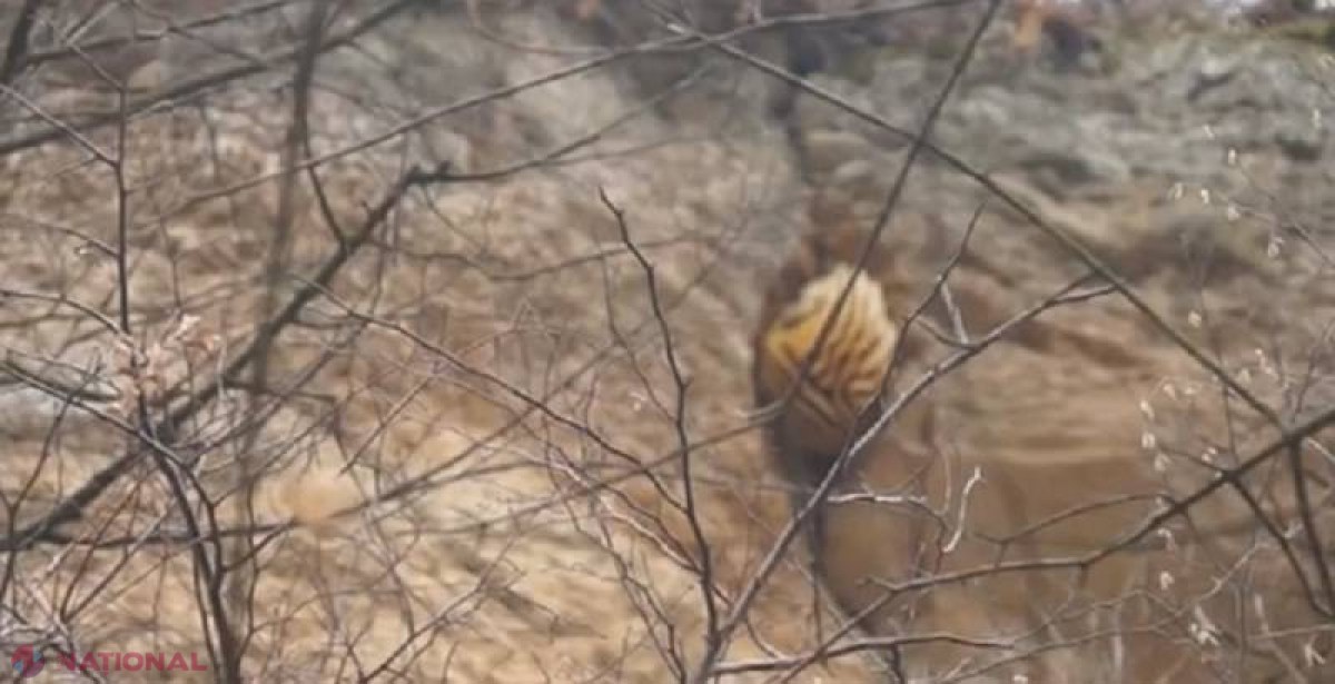 Ciupercă MUTANT, la Nistru