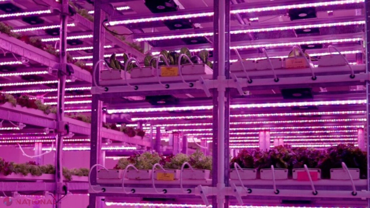 City Farm: Revoluția agriculturii fără soare și sol, sprijinită de ODA în Moldova