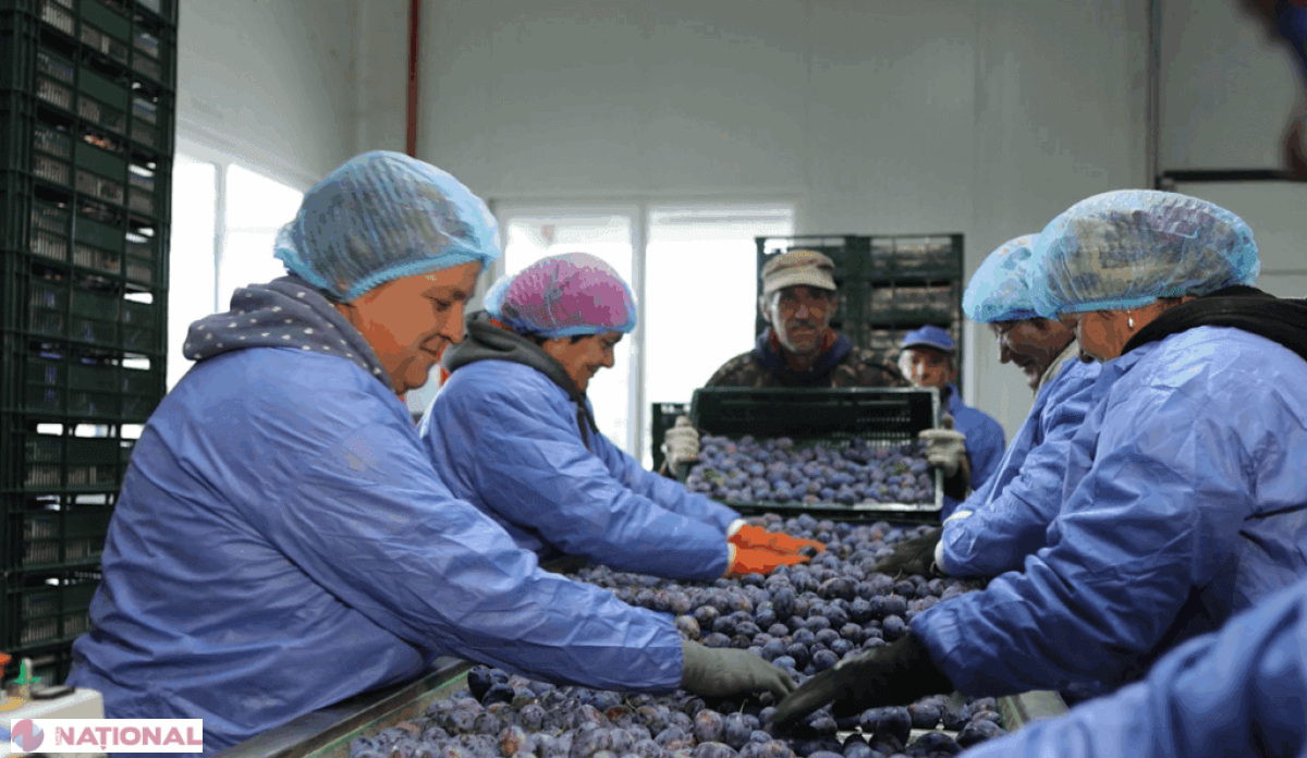 „Ceteronis ST: fructe moldovenești de calitate care cuceresc Europa”