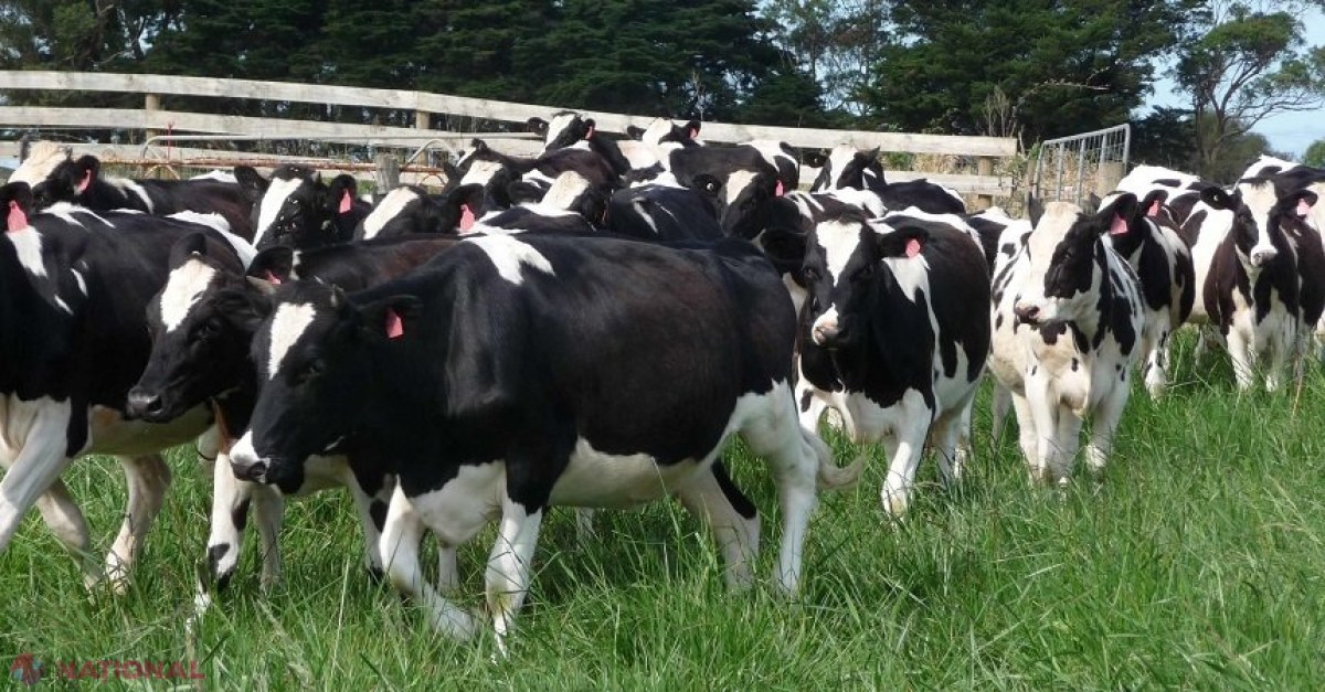 Focar de boală a limbii albastre descoperit în Gorj: România sub semnul alertei veterinare