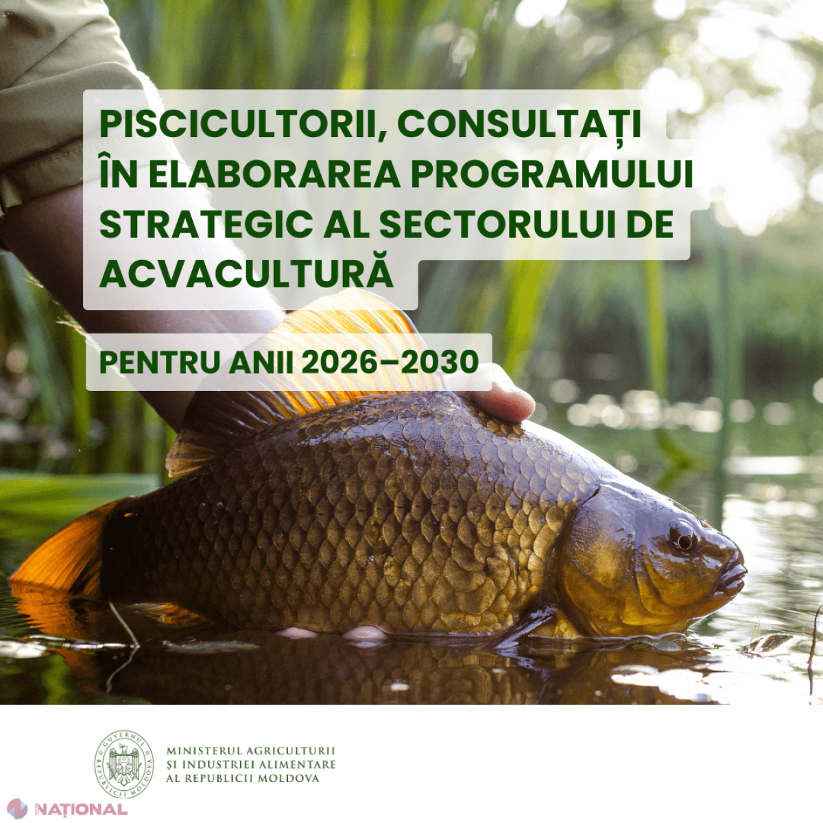 Dialog fructuos între piscicultori și autorități pentru viitorul acvaculturii în Moldova 2026-2030