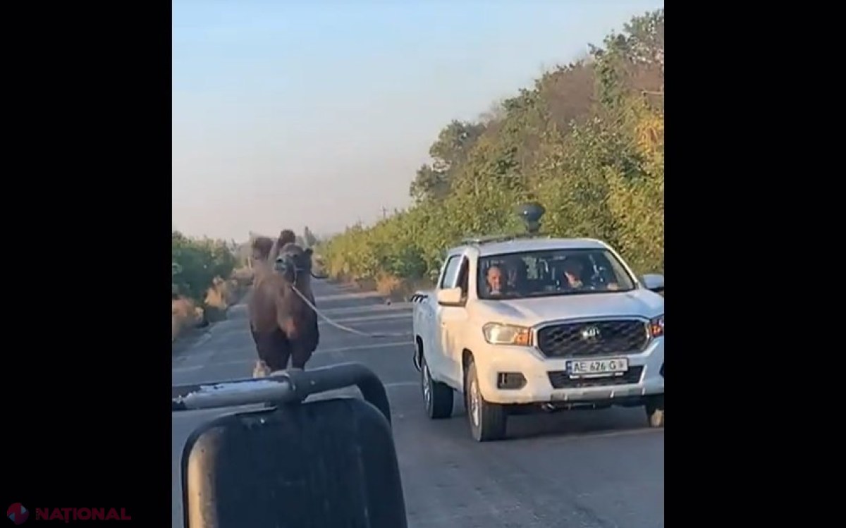 Cămilă capturată de soldații ucraineni din mâinile trupelor ruse în estul Ucrainei: imagini surprinse pe TikTok