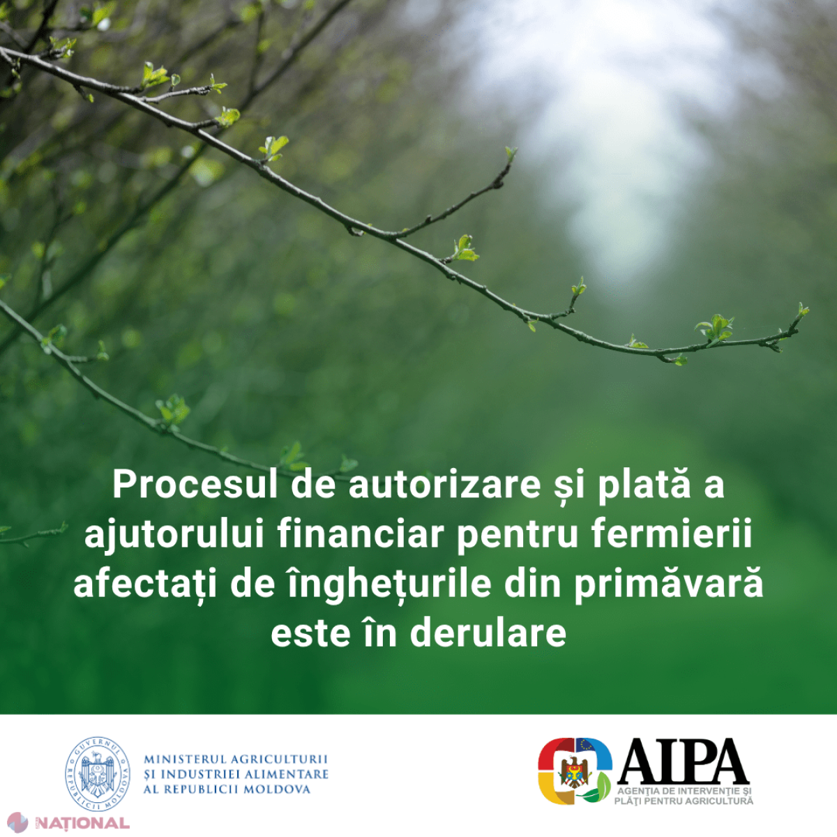 Ajutoare financiare pentru fermierii afectați de înghețurile din primăvară și furtuna din Cahul: primele plăți au fost autorizate