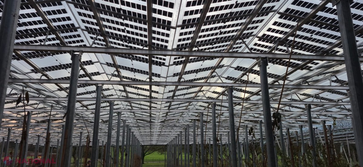 Ghid inovator pentru agricultură și energie în Moldova: Cum să îmbini eficient panourile fotovoltaice cu culturile agricole