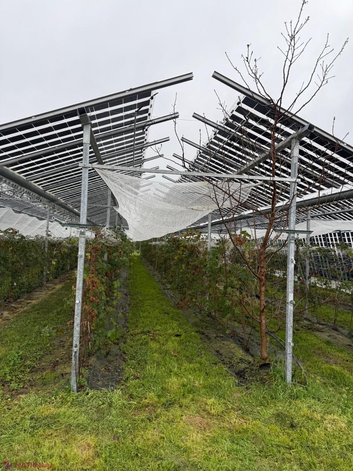 Ghid inovator pentru agricultură și energie în Moldova: Cum să îmbini eficient panourile fotovoltaice cu culturile agricole