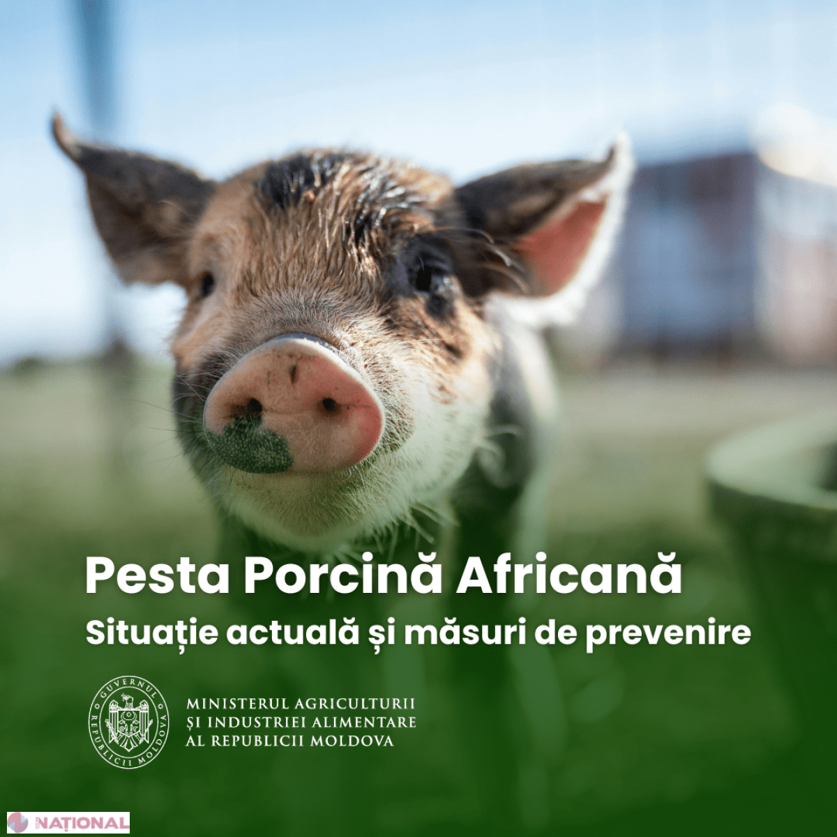 ANSA avertizează: iarna crește riscul de pestă porcină africană, fiecare gospodar chemat să respecte regulile de biosecuritate