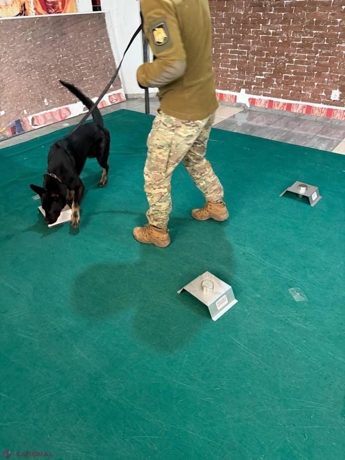 Câinii de serviciu, aliați ai polițiștilor din Moldova în lupta împotriva drogurilor, antrenați de experți internaționali
