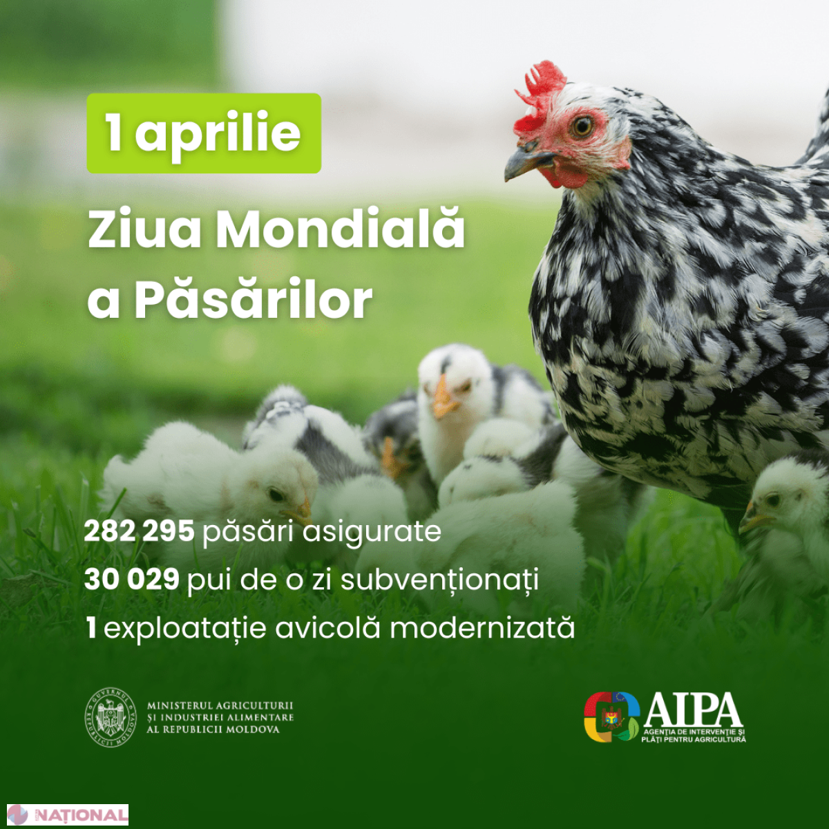 Ziua Internațională a Păsărilor: investiții record și acces extins la piața UE pentru sectorul avicol din Republica Moldova