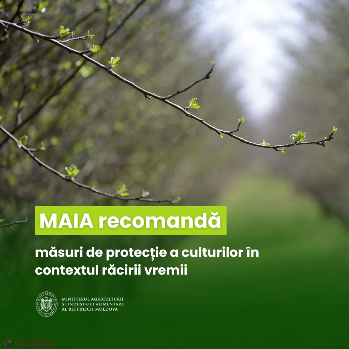 Înghețuri de primăvară de până la –3°C: MAIA cere fermierilor să-și protejeze culturile