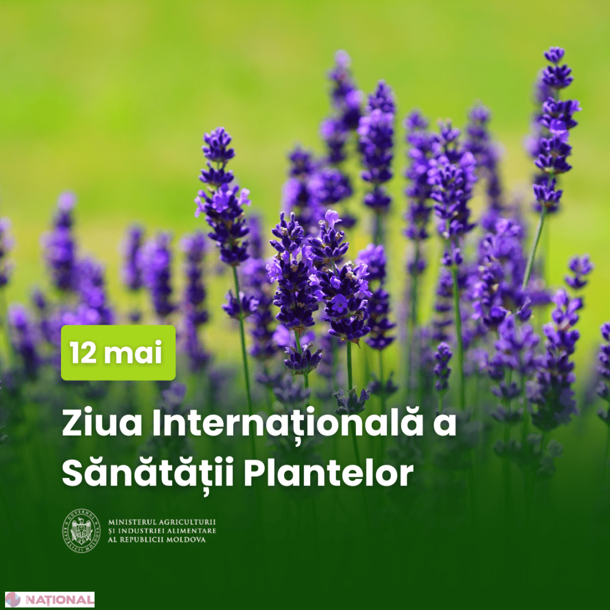 Ziua Internațională a Sănătății Plantelor: apel la biosecuritate vegetală pentru securitatea alimentară în Republica Moldova