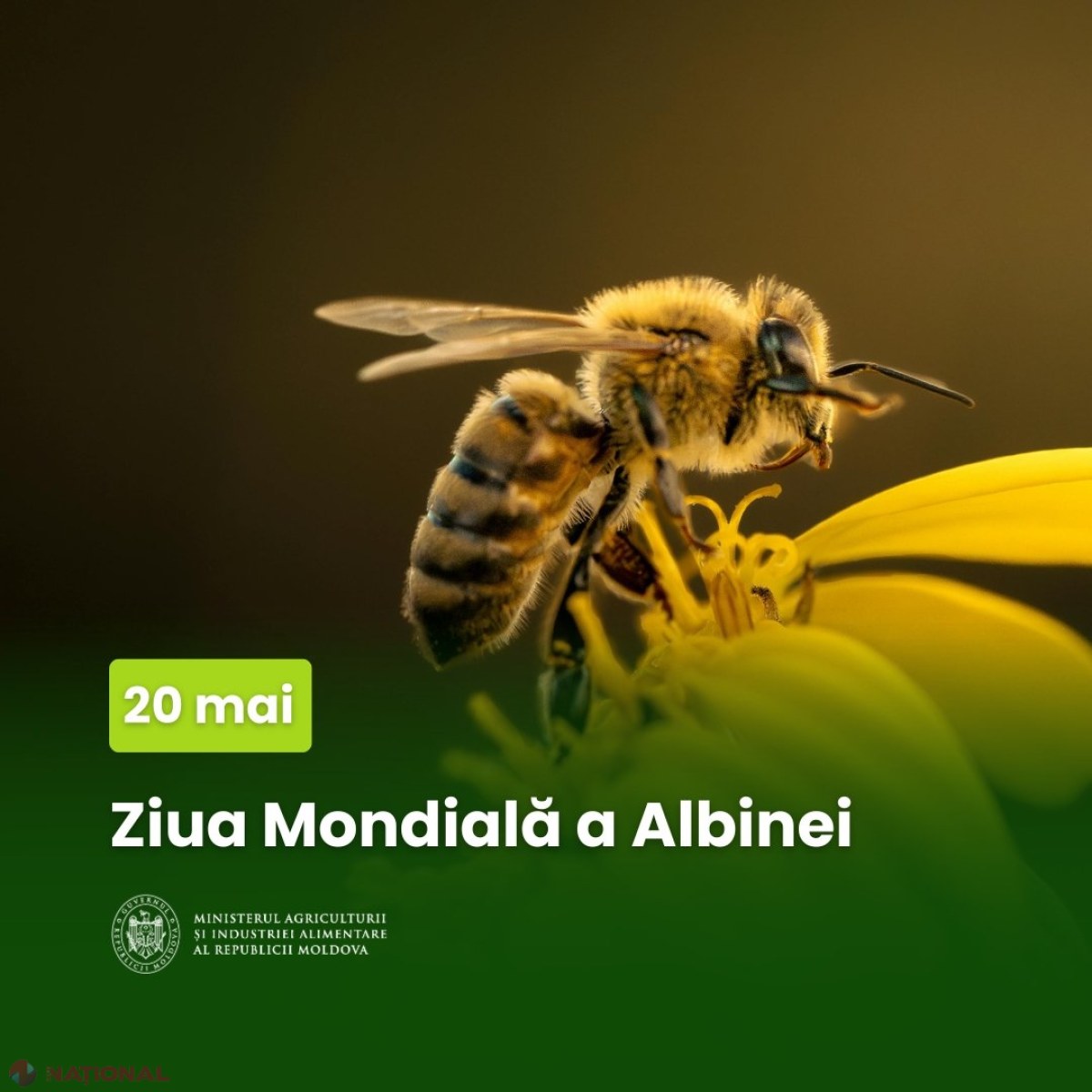Ziua Mondială a Albinei: mierea moldovenească, tot mai prezentă pe piețele externe, cu sprijin constant din partea statului
