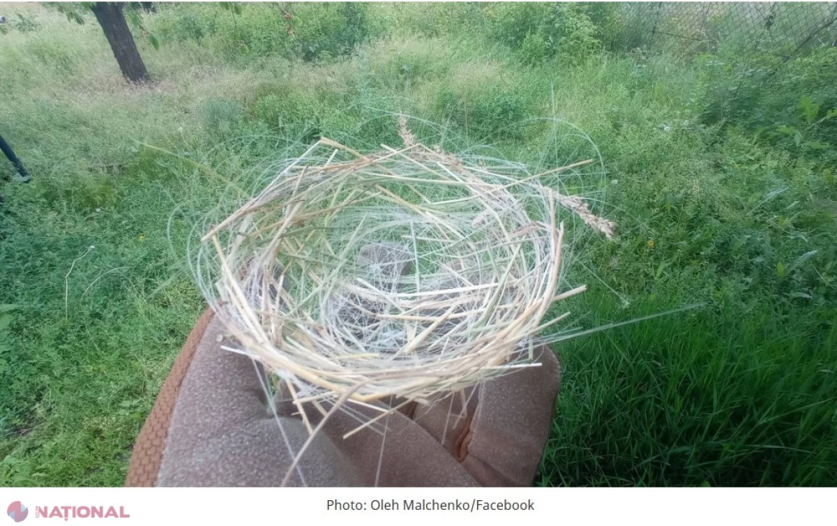 Războiul din Ucraina schimbă natura: păsările își fac cuiburi din cabluri de fibră optică