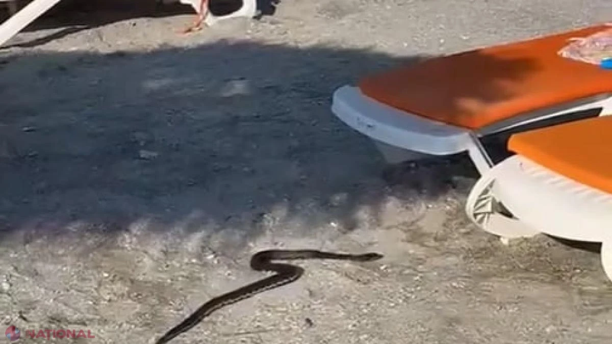 Șarpe de 1,5 metri, luat de jandarmi dintre șezlonguri pe o plajă din Venus și eliberat în natură