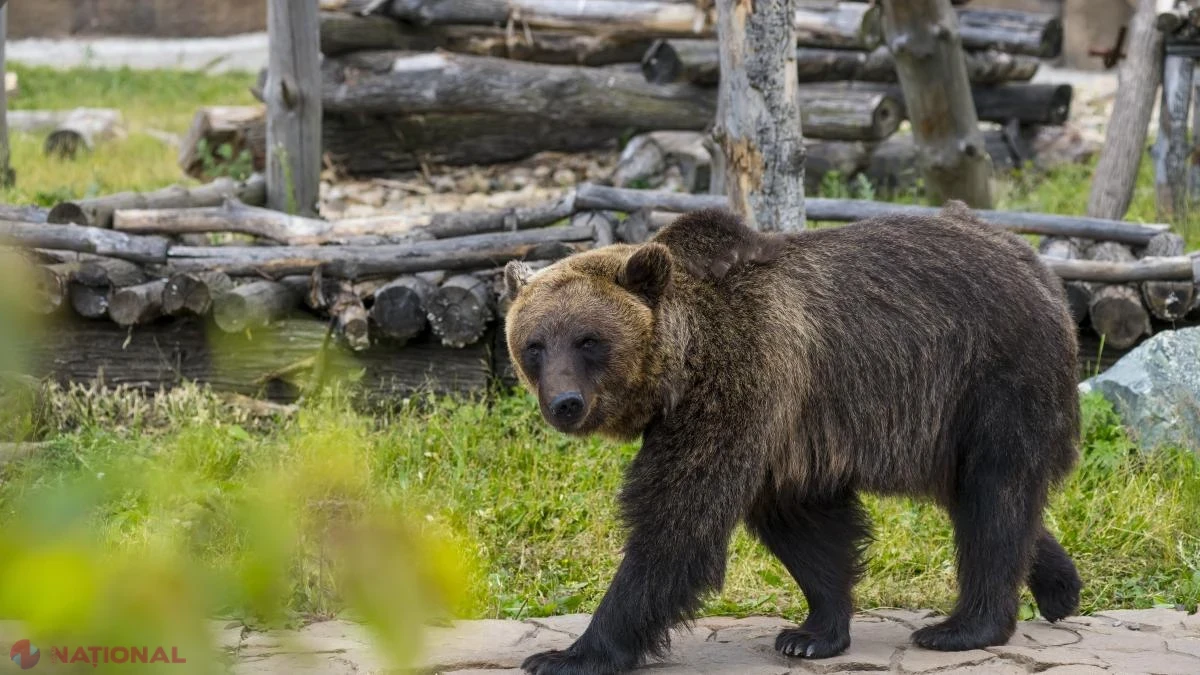Sat buzoian asediat de urși, abandonat de autorități: oamenii din Terca trăiesc „ca la grădina zoologică” și se tem pentru copii