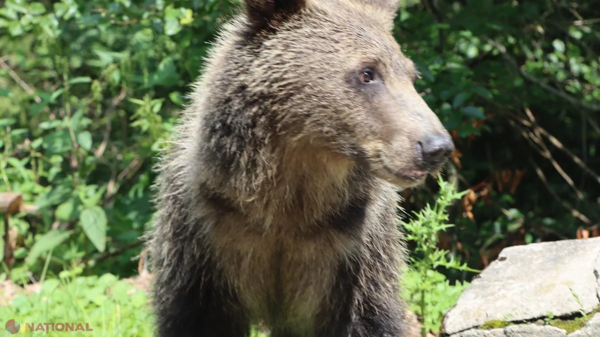 Imagini incredibile pe Transfăgărășan: urșii cerșetori blochează șoseaua și își așteaptă hrana de la turiști