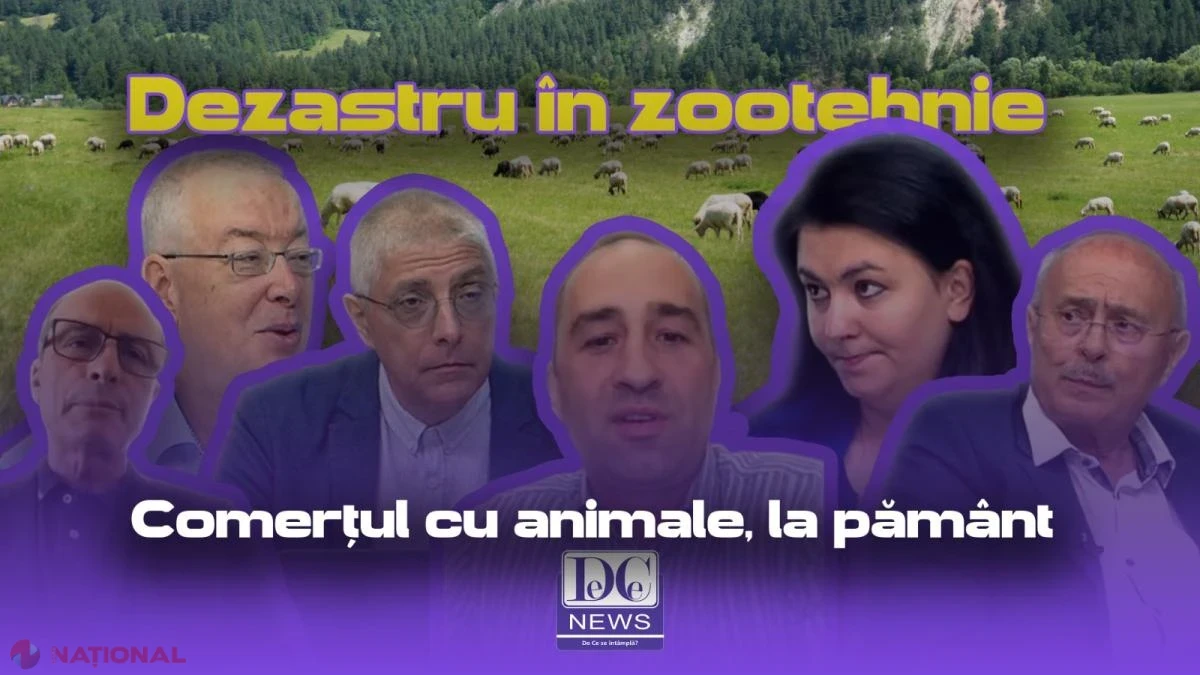 Criză în zootehnie: interdicția la export de animale lovește fermierii. Cine răspunde și cum poate fi deblocată situația?