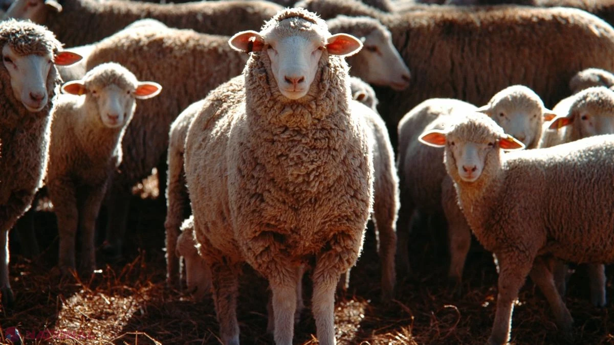 Pesta micilor rumegătoare nu se transmite la om, dar amestecul de animale din zone necunoscute rămâne factorul de risc major, avertizează Mihai Daneș