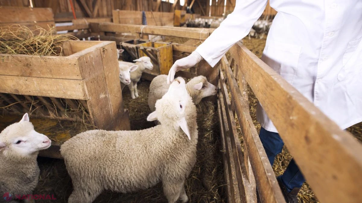 Pesta micilor rumegătoare blochează exporturile: soluția campaniei naționale de vaccinare la ovine și nota de plată estimată de conf. univ. dr. Mihai Daneș
