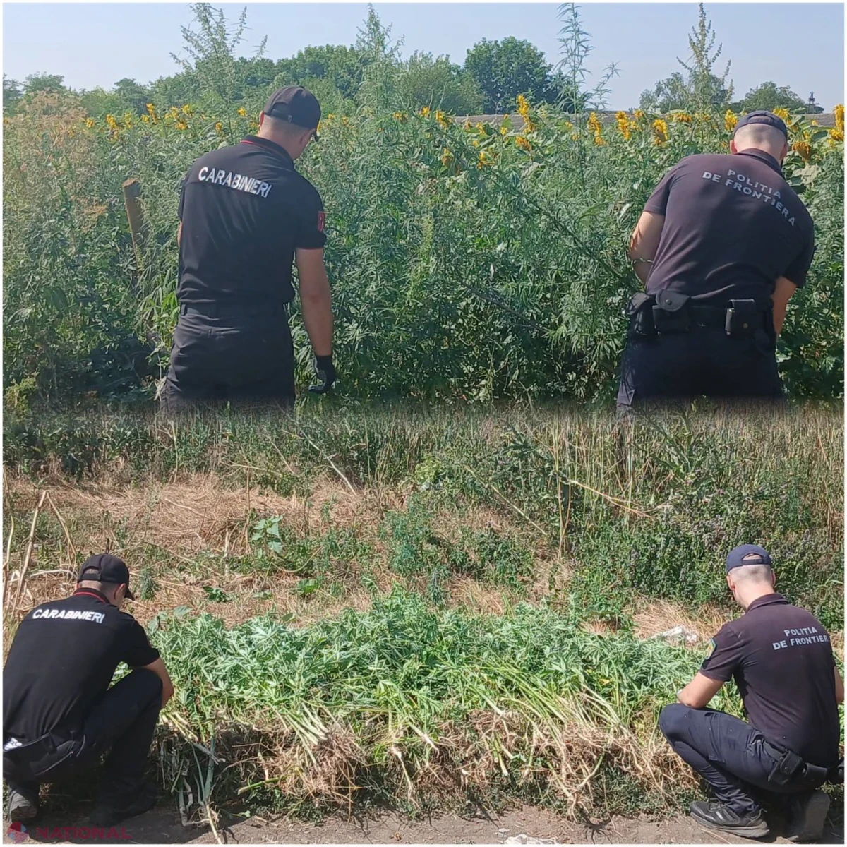 400 de plante de cânepă cu conținut narcotic, depistate și nimicite în extravilanul satului Costuleni