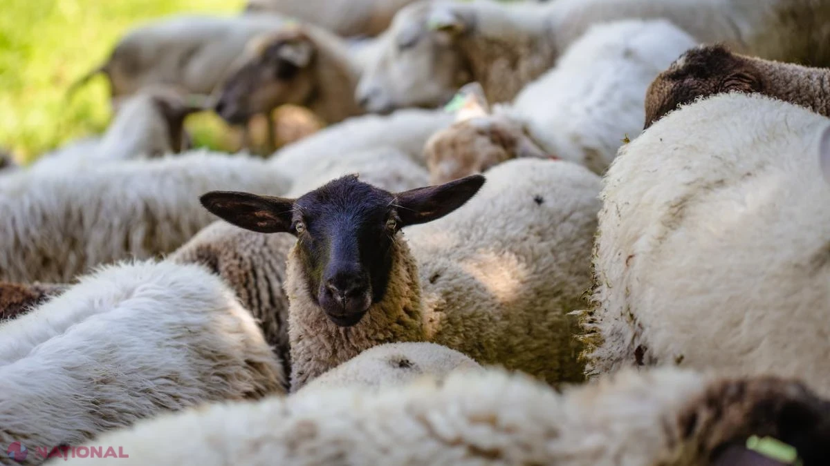 Exporturile de animale vii, tăiate de Bruxelles. Oierii români, în pragul dezastrului după o lună și jumătate de blocaj și fără explicații de la autorități
