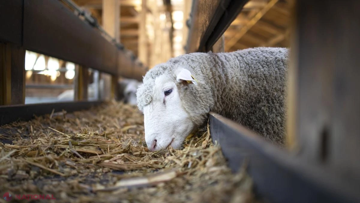 Criza exporturilor de ovine: interdicția europeană amenință să lase România fără piețele din țările arabe