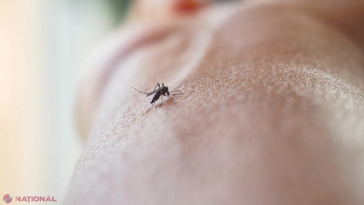 OMS avertizează: virusul West Nile se extinde în sudul Europei. Recomandări esențiale de protecție împotriva țânțarilor