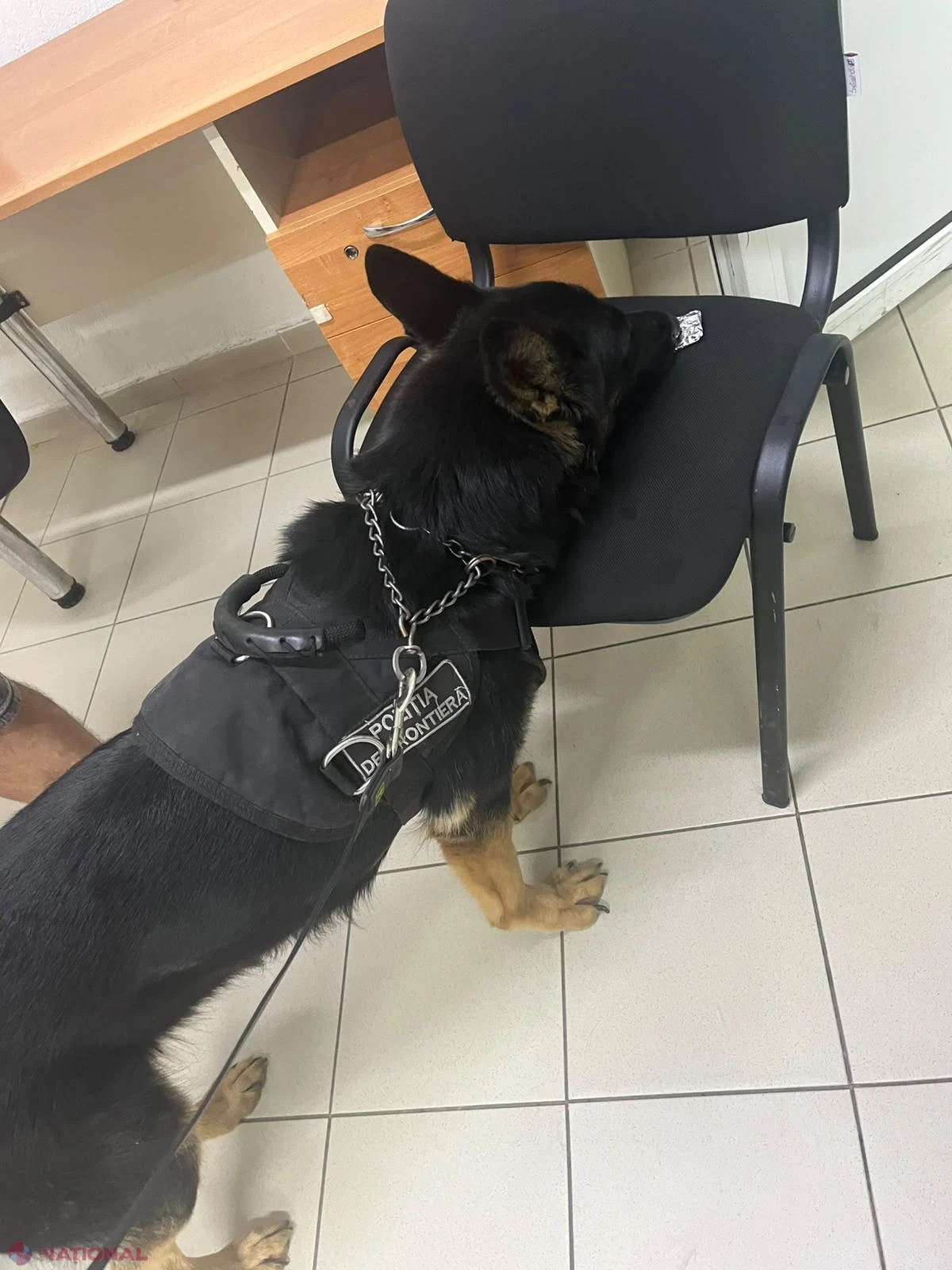 Câinii Poliției de Frontieră au dat de urmele drogurilor la intrarea în Republica Moldova