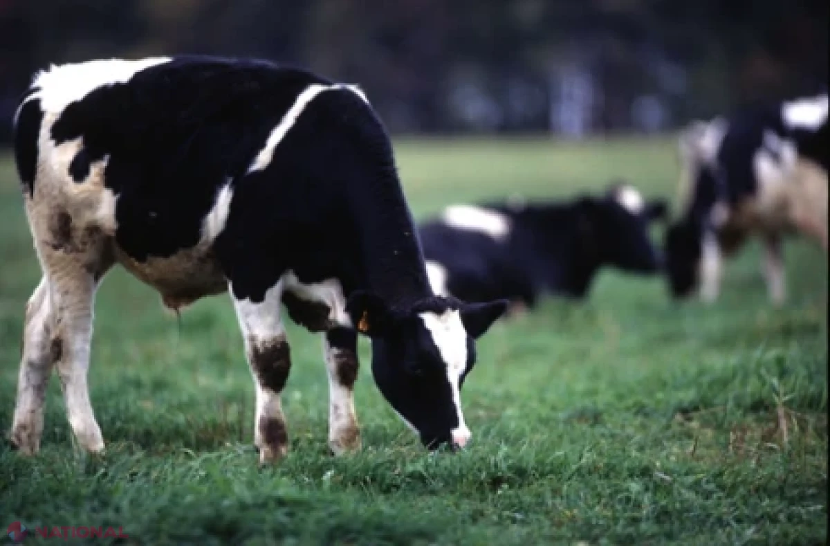Producția agricolă a crescut cu 8,9% în prima jumătate a anului 2026, impulsionată de sectorul vegetal și cel zootehnic