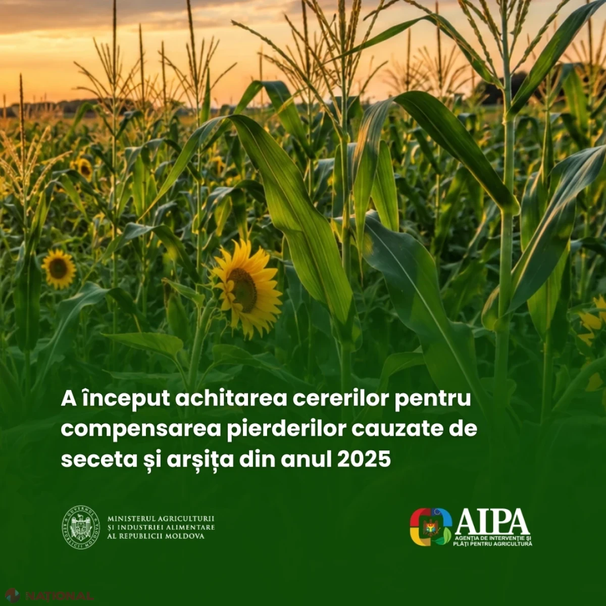 AIPA începe plățile de compensare pentru pierderile fermierilor afectați de seceta din 2025