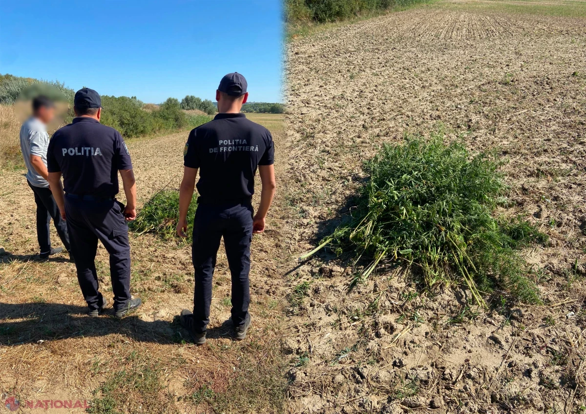 Plante asemănătoare cânepii descoperite la Voinescu, Hâncești, după sesizările cetățenilor