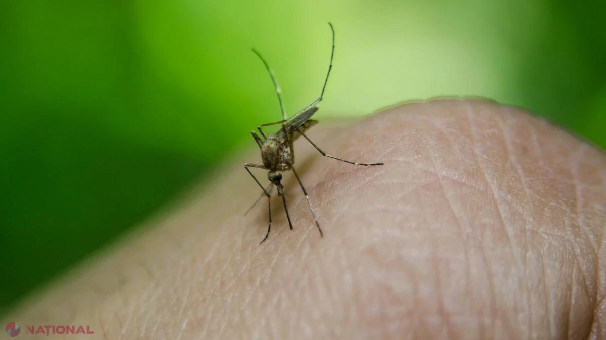 Virusul West Nile se extinde în Europa: 110 cazuri și 9 decese în Grecia, OMS avertizează asupra verilor tot mai fierbinți
