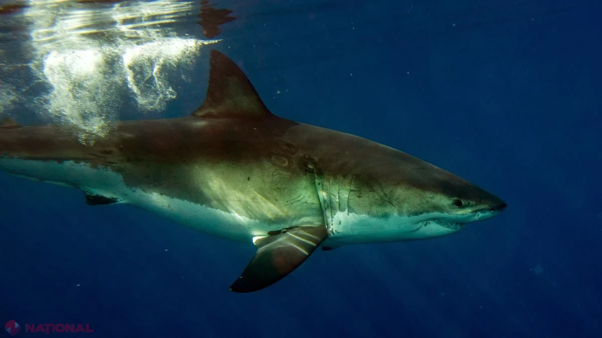 Pescar român atacat de un rechin albastru pe o barcă în largul Irlandei, salvat în ultimul moment de elicopterul Pazei de Coastă