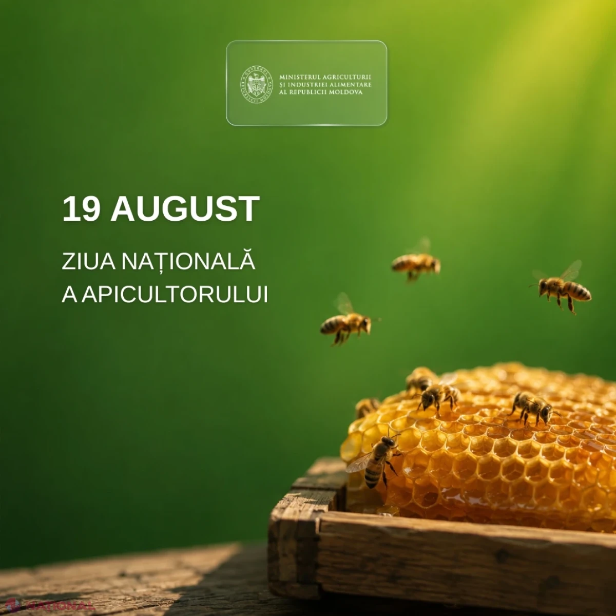 19 august – Ziua Națională a Apicultorului: sectorul apicol din Moldova se modernizează, își dublează familiile de albine și crește exporturile de miere în UE