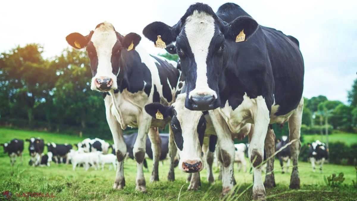 Fraude cu „vaci fantomă” în Grecia: subvenții europene pentru animale inexistente, anchetate de Parchetul European