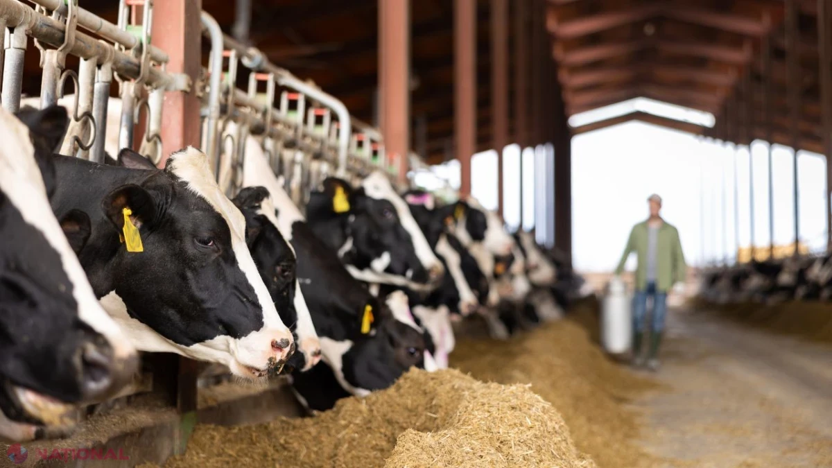 Moldova aliniază legislația la standardele UE: Parlamentul ratifică două convenții pentru protecția animalelor