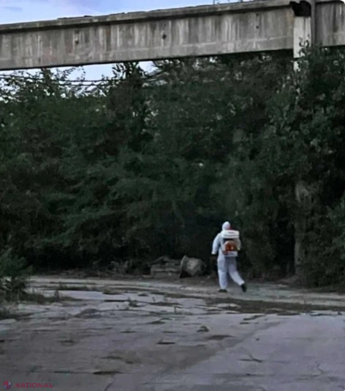 Insectă invazivă care ameninţă viţa-de-vie şi livezile, depistată pentru prima dată în Republica Moldova: ANSA cere populaţiei să raporteze imediat cazurile