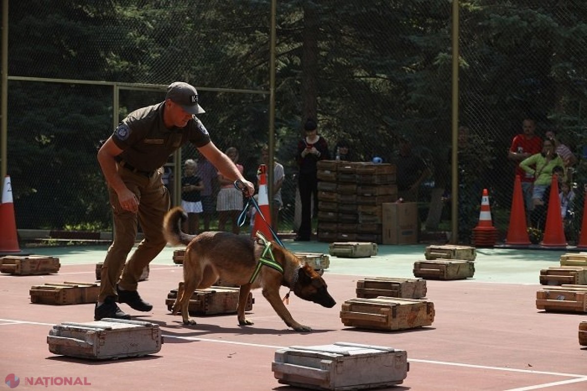 VIDEO // Jina, Dunay și Gracy, câinii Serviciului Vamal care au luat MEDALII în cadrul unui concurs al echipelor canine din R. Moldova și România