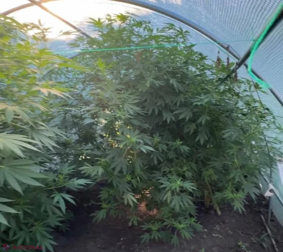 Seră cu plante de cannabis, depistată la Bălți: droguri estimate la peste un milion de lei