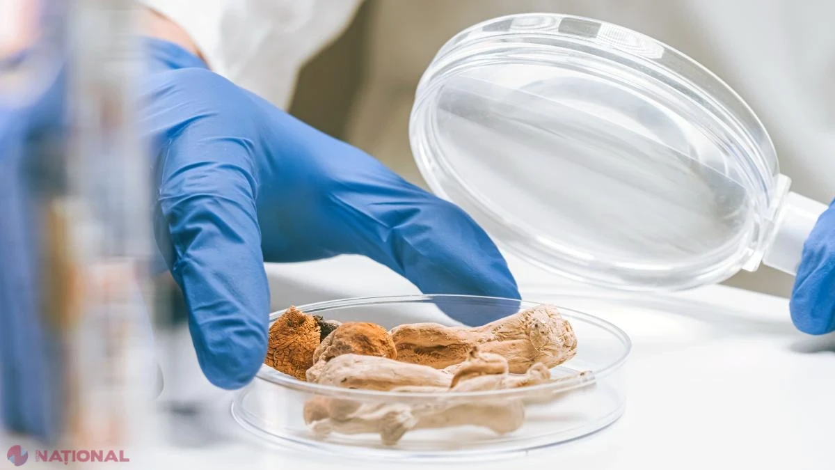 Salmonella se extinde în Europa: țările cu cele mai multe cazuri și alimentele asociate focarelor