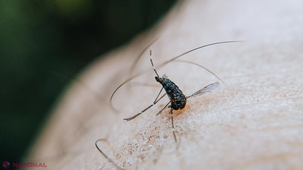Italia: 41 de decese provocate de virusul West Nile, iar numărul cazurilor confirmate se apropie de 600